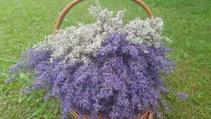 7 Places to Stop & Smell the Flowers in the FLX Lavendal Fields