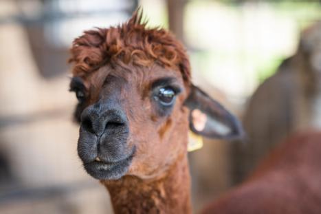 Cow Cuddles & Ice Cream: 5 Resolutions You'll Actually Keep Lazy Acre Alpacas