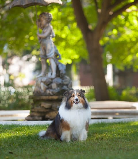 Far From a “Ruff” Life: Dog-Friendly Stops in the Finger Lakes Dog in Seward House Garden