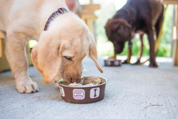 Far From a “Ruff” Life: Dog-Friendly Stops in the Finger Lakes Three Huskies Canandaigua, courtesy of VisitFingerLakes.com